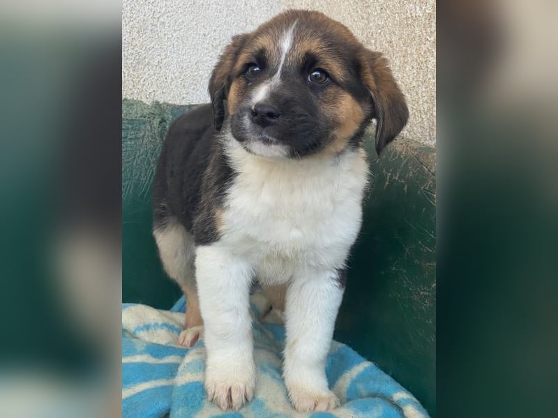 Boreas, geb. ca. 10/2025, lebt auf einer privaten Pflegestelle in 69151 Neckargemünd