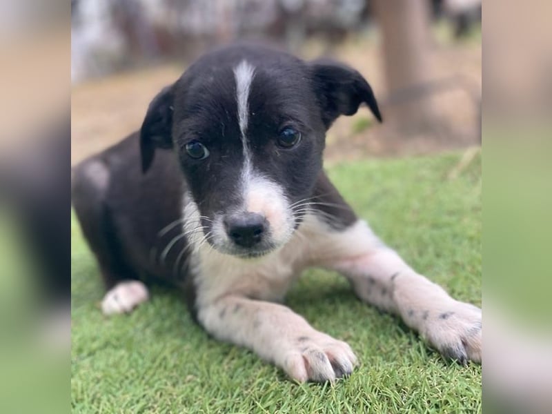 Drakon, geb. ca. 10/2025, lebt auf einer privaten Pflegestelle in 60385 Frankfurt am Main