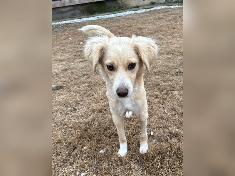 Hazel, geb. ca.02/2025, lebt in GRIECHENLAND, auf einer privaten Pflegestelle