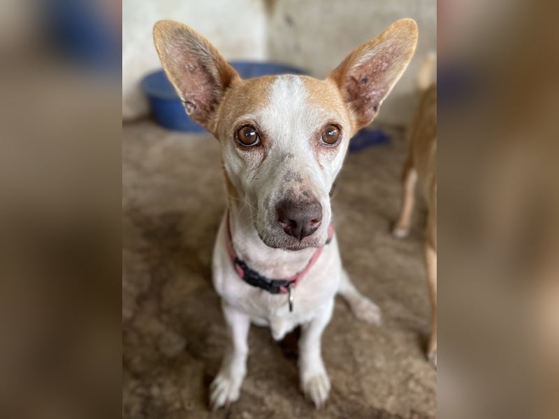 Bunny, geb. ca. 08/2023, lebt auf einer Pflegestelle in 23566 Lübeck