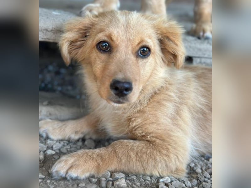 Audrey, geb. ca. 03/2026, lebt in GRIECHENLAND, im städt. Tierheim Serres