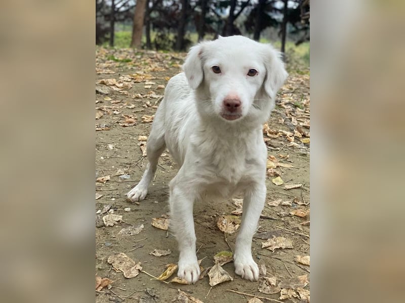Vermittlungshilfe für Holiday, geb. ca. 07/2024, lebt auf einer Pflegestelle in 24114 Kiel