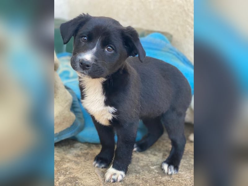 Peach, geb. ca. 10/2025, lebt auf einer privaten Pflegestelle in 44801 Bochum