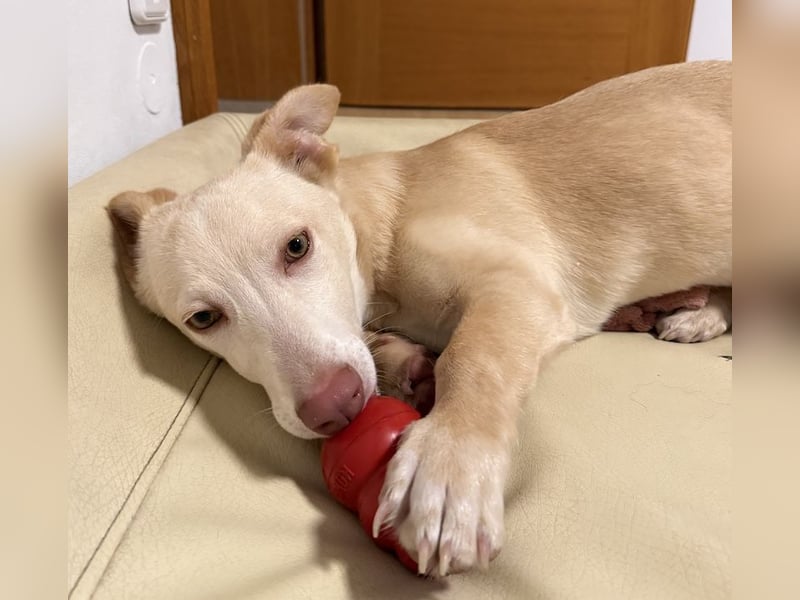 Francky Stanley, geb. ca. 08/2025, lebt auf einer Pflegestelle in 81929 München