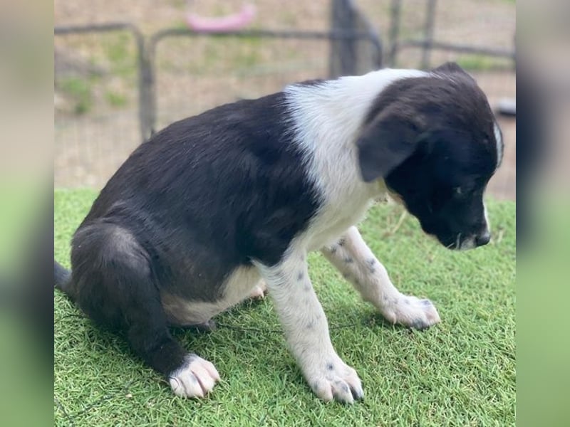 Drakon, geb. ca. 10/2025, lebt auf einer privaten Pflegestelle in 60385 Frankfurt am Main