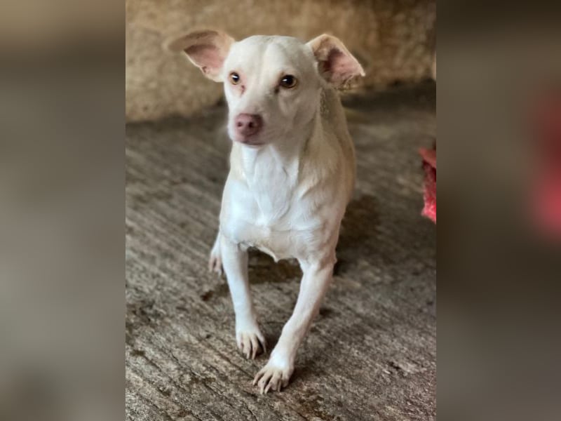 Newton, geb. ca. 01/2025, lebt auf einer privaten Pflegestelle in 48291 Telgte