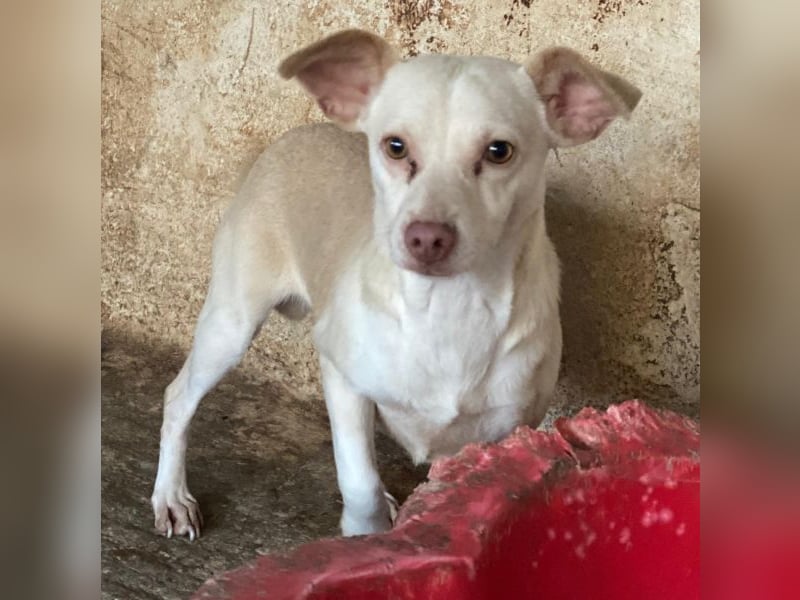 Newton, geb. ca. 01/2025, lebt auf einer privaten Pflegestelle in 48291 Telgte