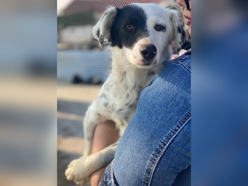 Mapuce, geb. ca. 03/2024, lebt in GRIECHENLAND, im städt. Tierheim Serres