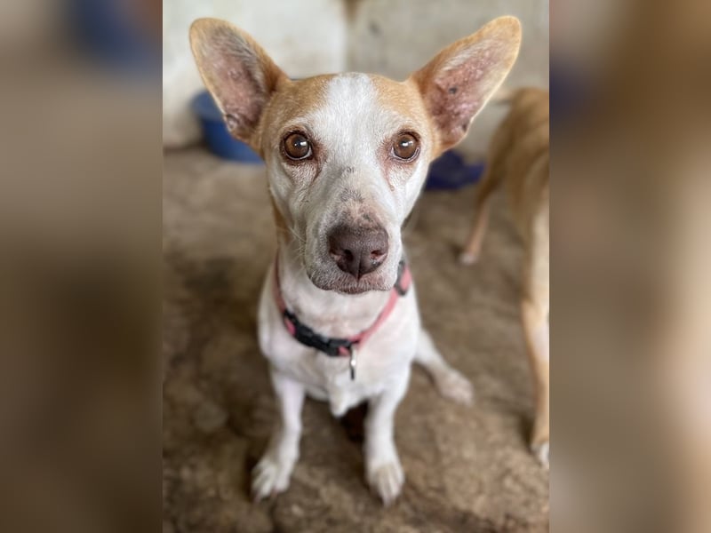 Bunny, geb. ca. 08/2023, lebt auf einer Pflegestelle in 23566 Lübeck