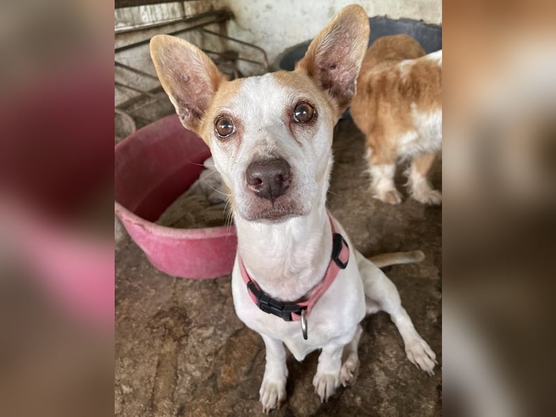 Bunny, geb. ca. 08/2023, lebt auf einer Pflegestelle in 23566 Lübeck