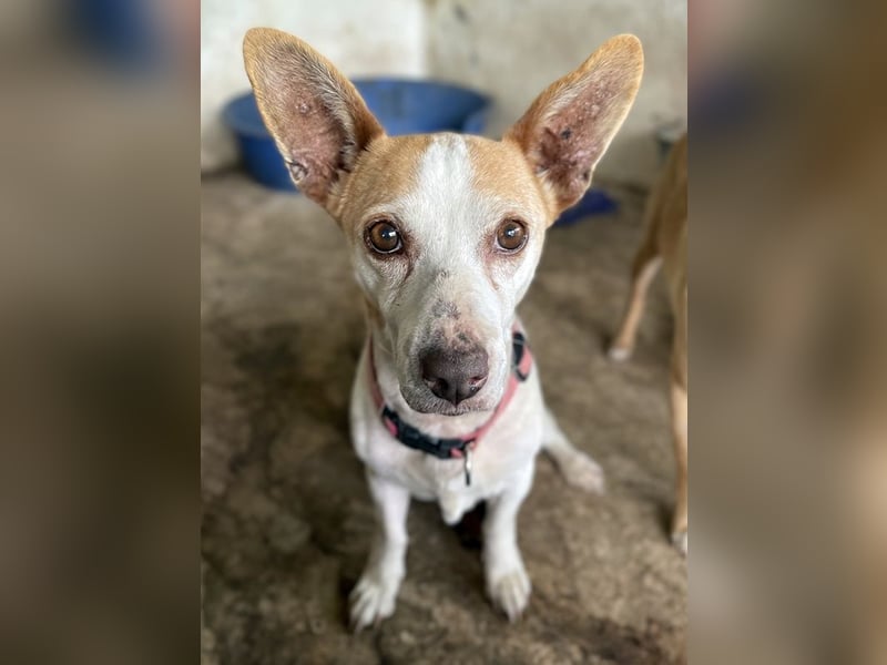 Bunny, geb. ca. 08/2023, lebt auf einer Pflegestelle in 23566 Lübeck