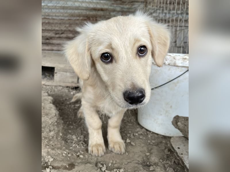 Fina geb. ca. 03/2026, lebt in GRIECHENLAND, im städt. Tierheim Serres