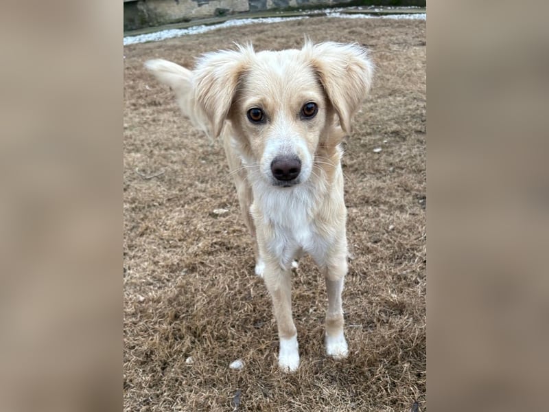 Hazel, geb. ca.02/2025, lebt in GRIECHENLAND, auf einer privaten Pflegestelle