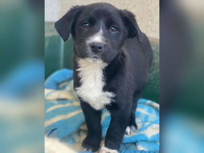 Peach, geb. ca. 10/2025, lebt auf einer privaten Pflegestelle in 44801 Bochum