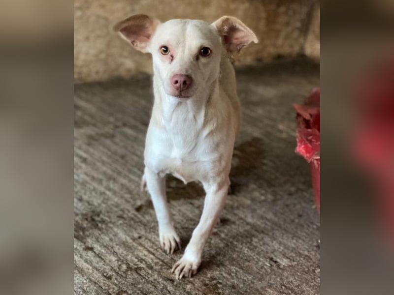 Newton, geb. ca. 01/2025, lebt auf einer privaten Pflegestelle in 48291 Telgte