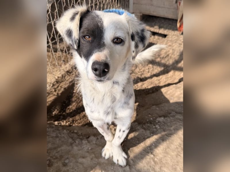 Mapuce, geb. ca. 03/2024, lebt in GRIECHENLAND, im städt. Tierheim Serres