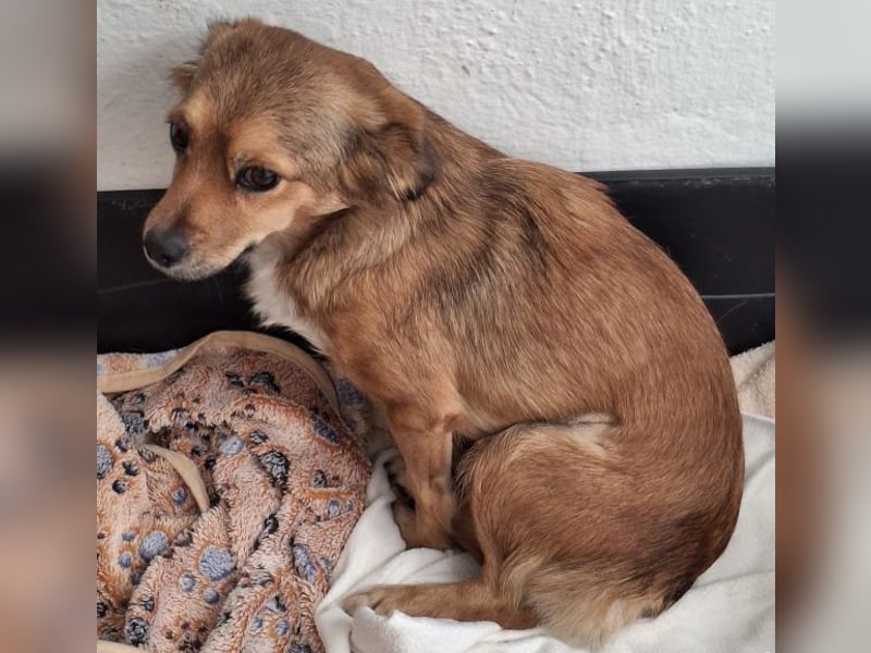 Ardyn, geb. ca. 04/2024, lebt auf einer Pflegestelle in 79206 Gündlingen