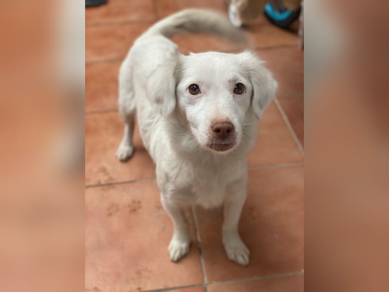 Vermittlungshilfe für Holiday, geb. ca. 07/2024, lebt auf einer Pflegestelle in 24114 Kiel