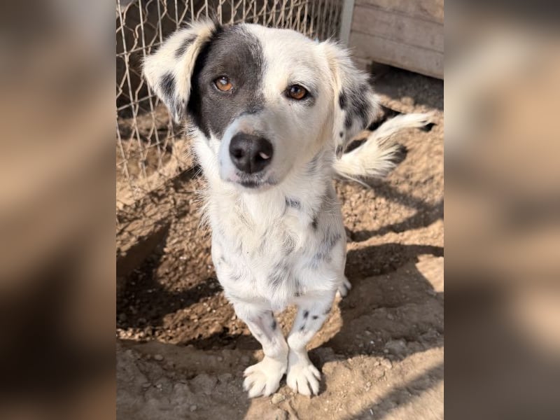 Mapuce, geb. ca. 03/2024, lebt in GRIECHENLAND, im städt. Tierheim Serres