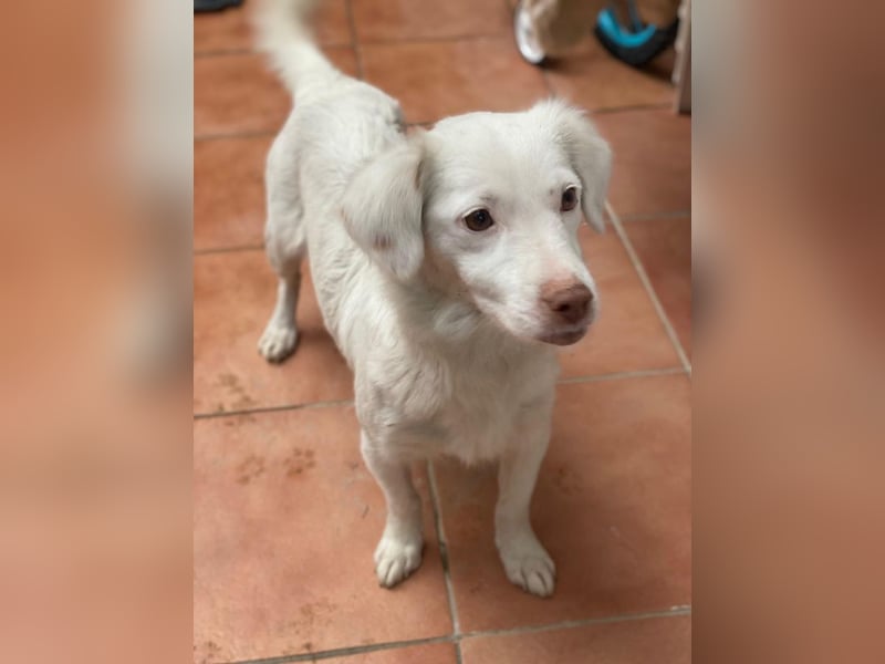 Vermittlungshilfe für Holiday, geb. ca. 07/2024, lebt auf einer Pflegestelle in 24114 Kiel