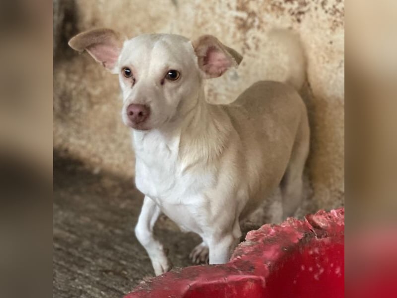 Newton, geb. ca. 01/2025, lebt auf einer privaten Pflegestelle in 48291 Telgte