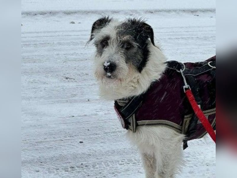 NOSY - liebenswerter, kleiner Rüde sucht ein liebevolles Zuhause