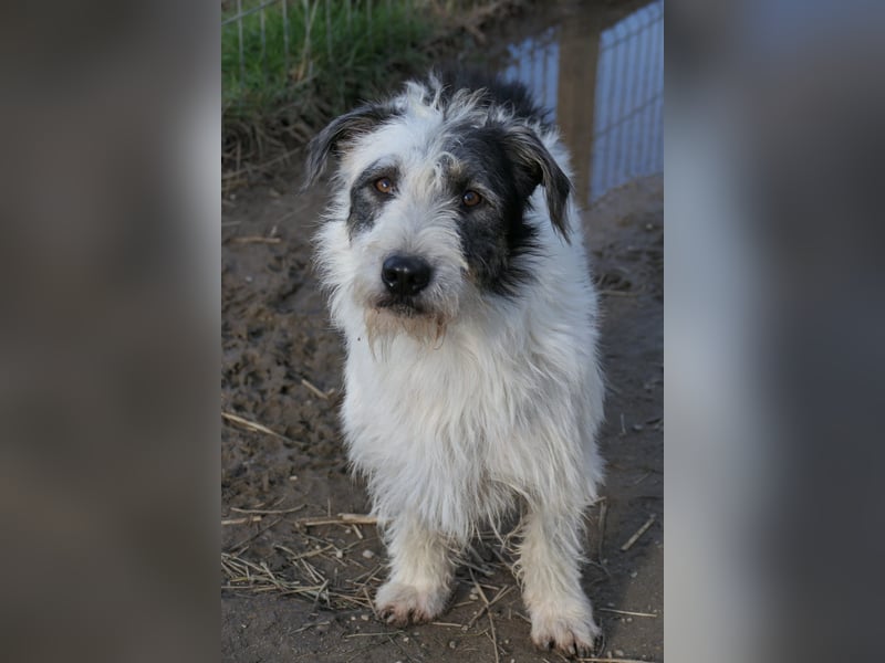 NOSY - liebenswerter, kleiner Rüde sucht ein liebevolles Zuhause