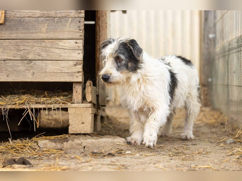 NOSY - liebenswerter, kleiner Rüde sucht ein liebevolles Zuhause