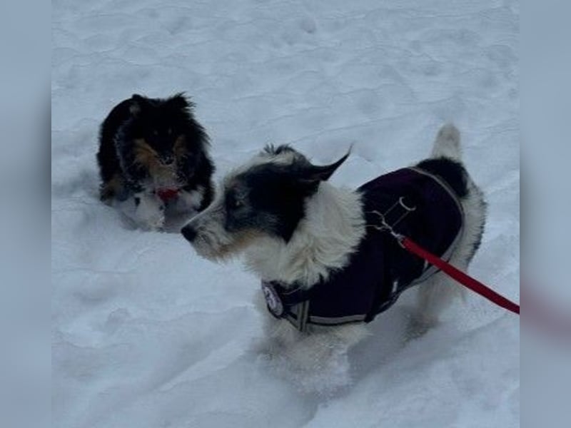 NOSY - liebenswerter, kleiner Rüde sucht ein liebevolles Zuhause