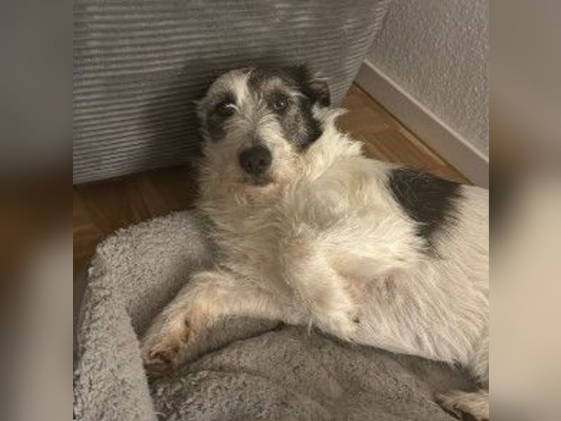 NOSY ist bei Spaziergängen fröhlich & frei