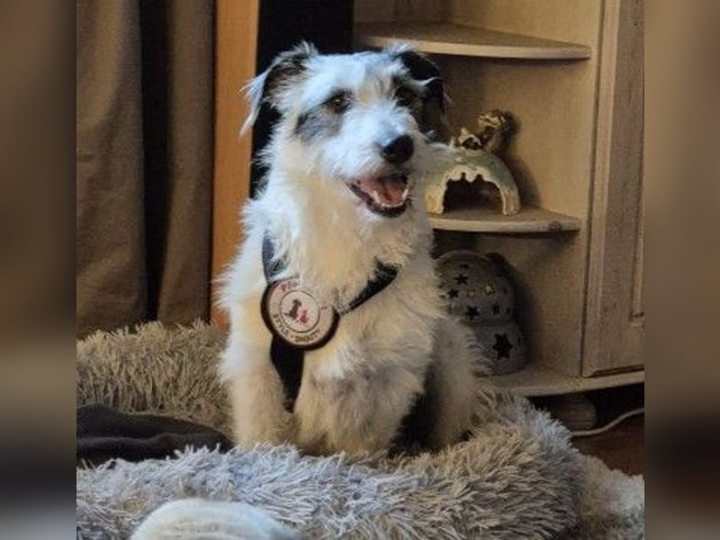 NOSY ist bei Spaziergängen fröhlich & frei