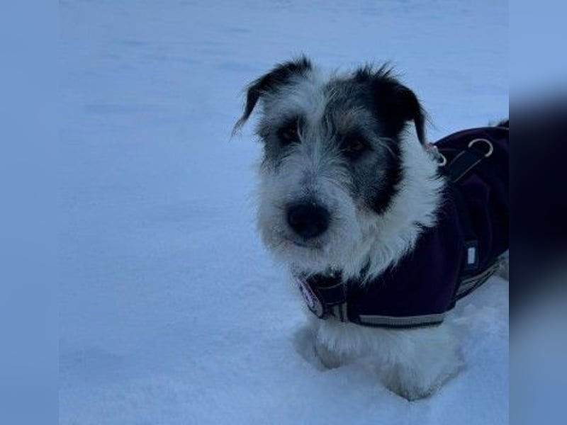 NOSY ist bei Spaziergängen fröhlich & frei