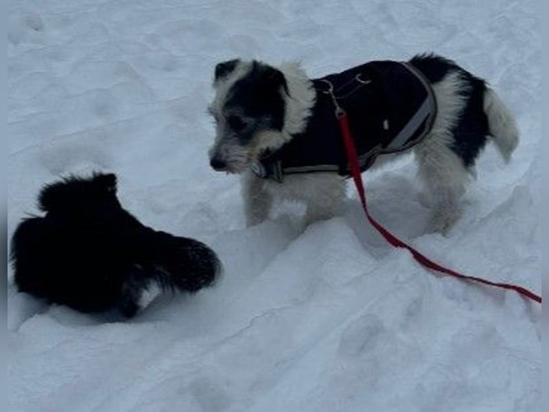 NOSY - liebenswerter, kleiner Rüde sucht ein liebevolles Zuhause