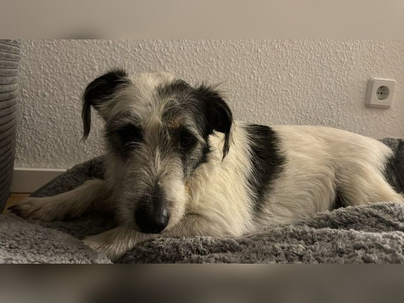 NOSY ist bei Spaziergängen fröhlich & frei