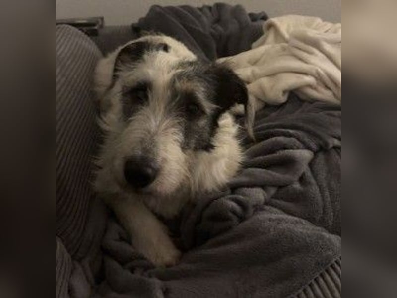 NOSY ist bei Spaziergängen fröhlich & frei