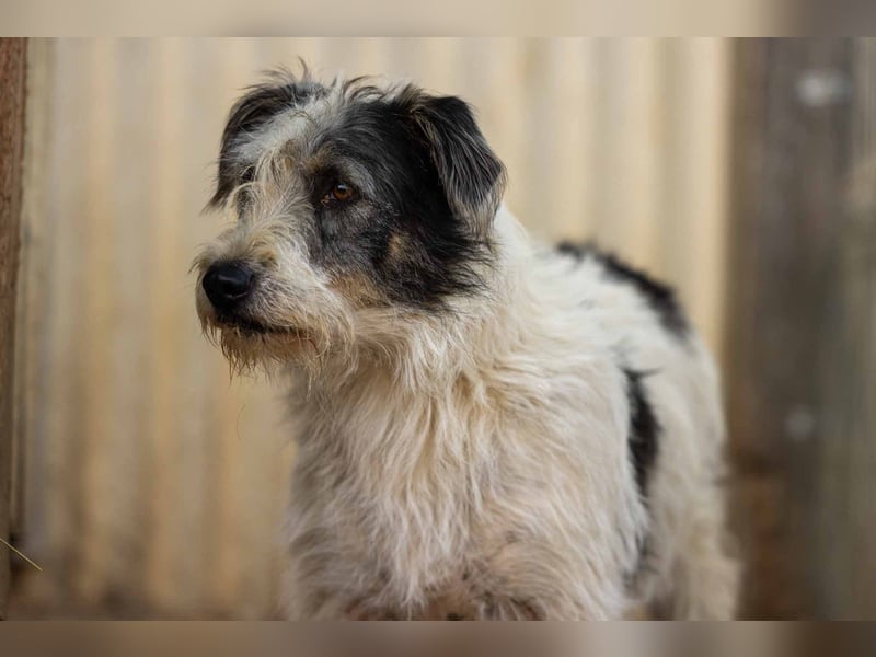 NOSY - liebenswerter, kleiner Rüde sucht ein liebevolles Zuhause