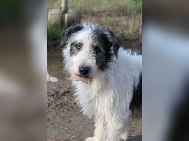 NOSY - liebenswerter, kleiner Rüde sucht ein liebevolles Zuhause