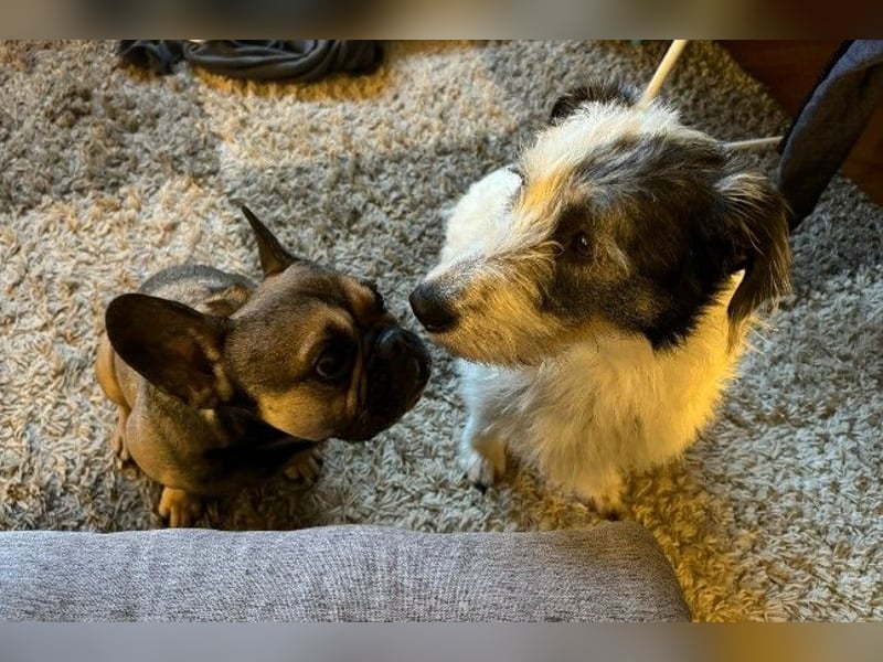 NOSY ist bei Spaziergängen fröhlich & frei