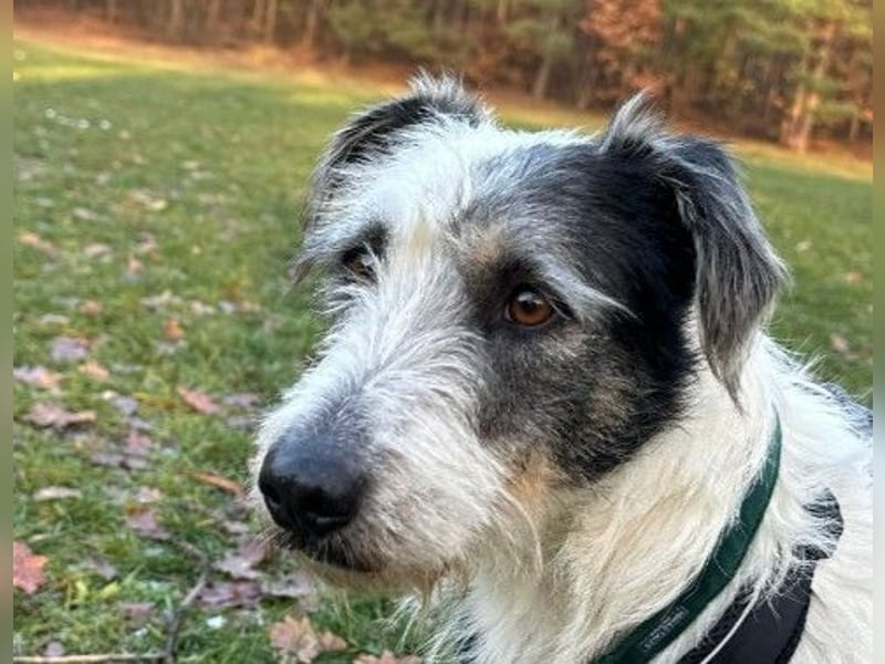 NOSY ist bei Spaziergängen fröhlich & frei