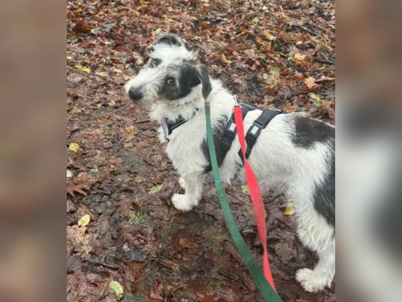 NOSY - liebenswerter, kleiner Rüde sucht ein liebevolles Zuhause