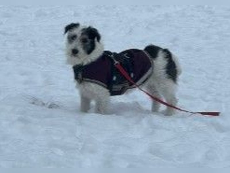NOSY - liebenswerter, kleiner Rüde sucht ein liebevolles Zuhause