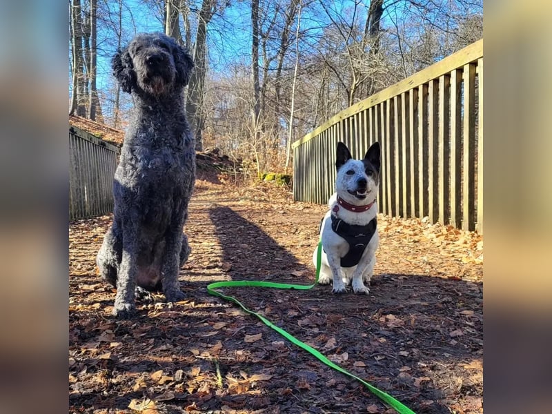 BRIM  Kleiner Hund mit riesen Herz
