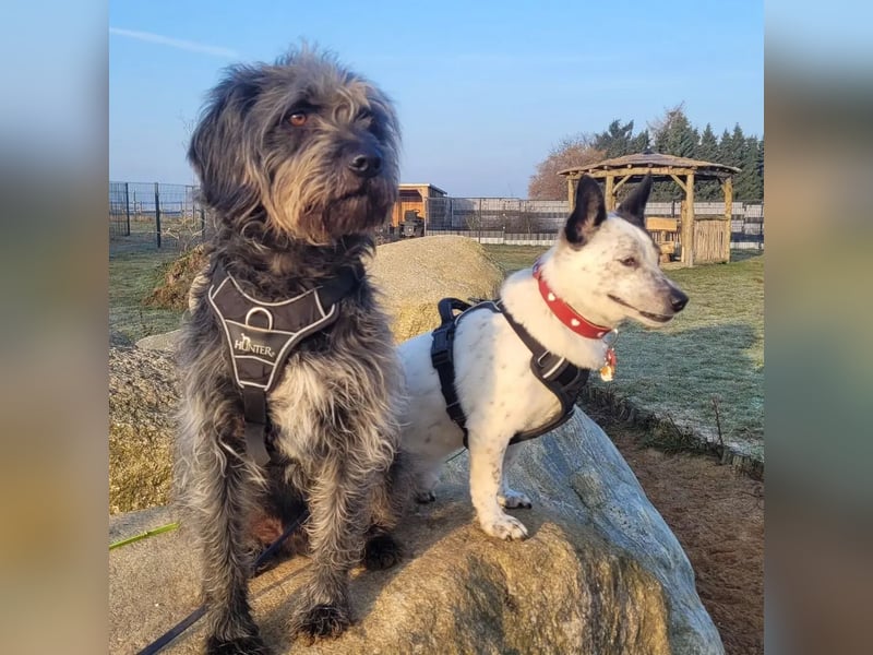 BRIM  Kleiner Hund mit riesen Herz