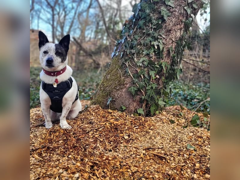 BRIM  Kleiner Hund mit riesen Herz