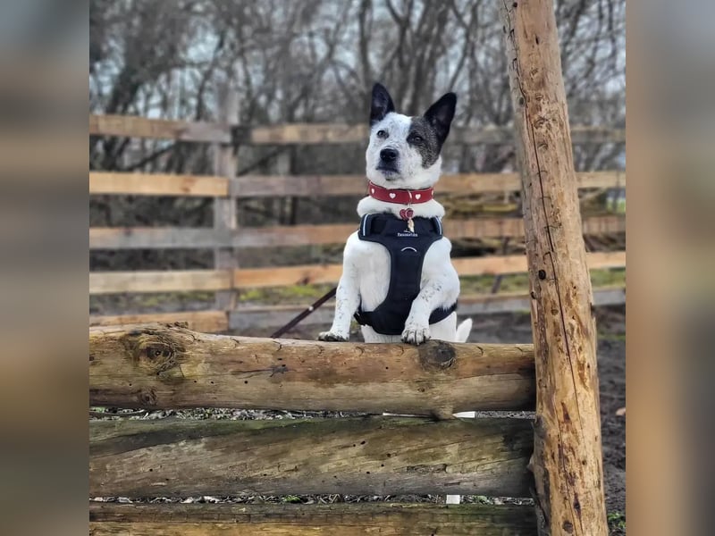 BRIM  Kleiner Hund mit riesen Herz