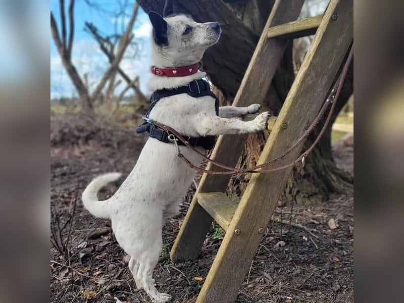 BRIM  Kleiner Hund mit riesen Herz