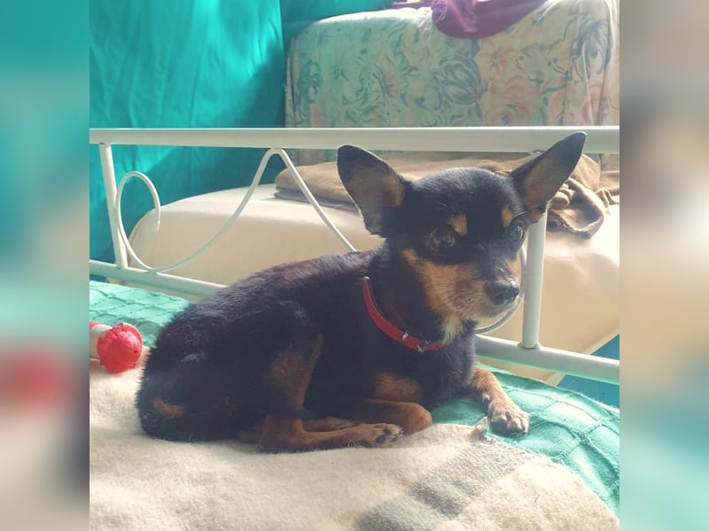 Panchito – herzig kleiner Seelenhund