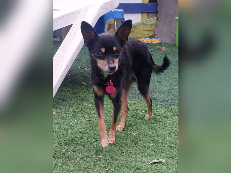 Panchito – herzig kleiner Seelenhund