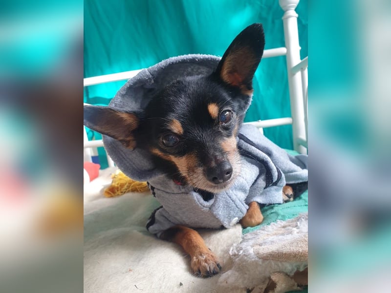 Panchito – herzig kleiner Seelenhund