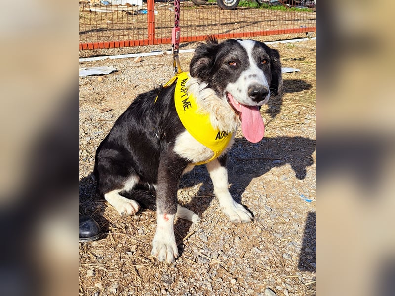  LOVEY – Ein fröhliches Lächeln wartet auf dich! 